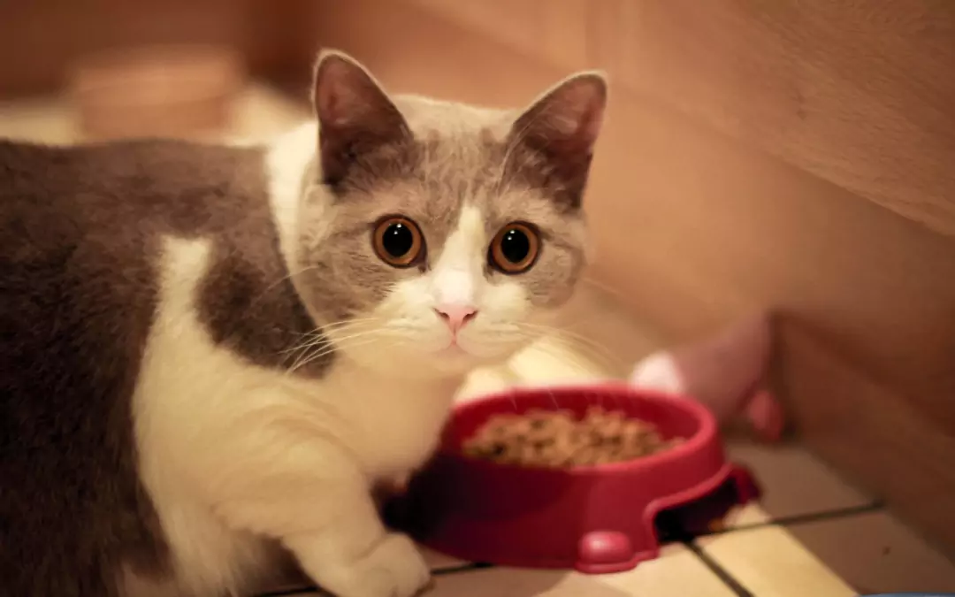 I gatti possono mangiare cibo per cani? I pericoli del consumo a lungo termine di cibo per cani per i gatti