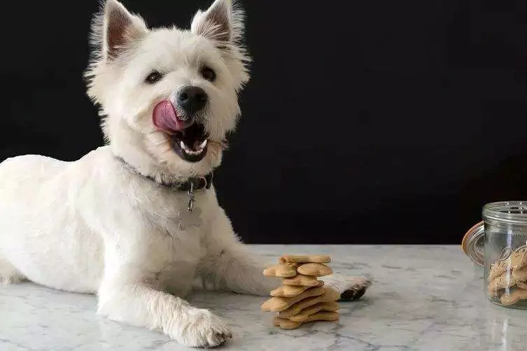 I cani possono mangiare le arachidi? Precauzioni per i cani che mangiano arachidi