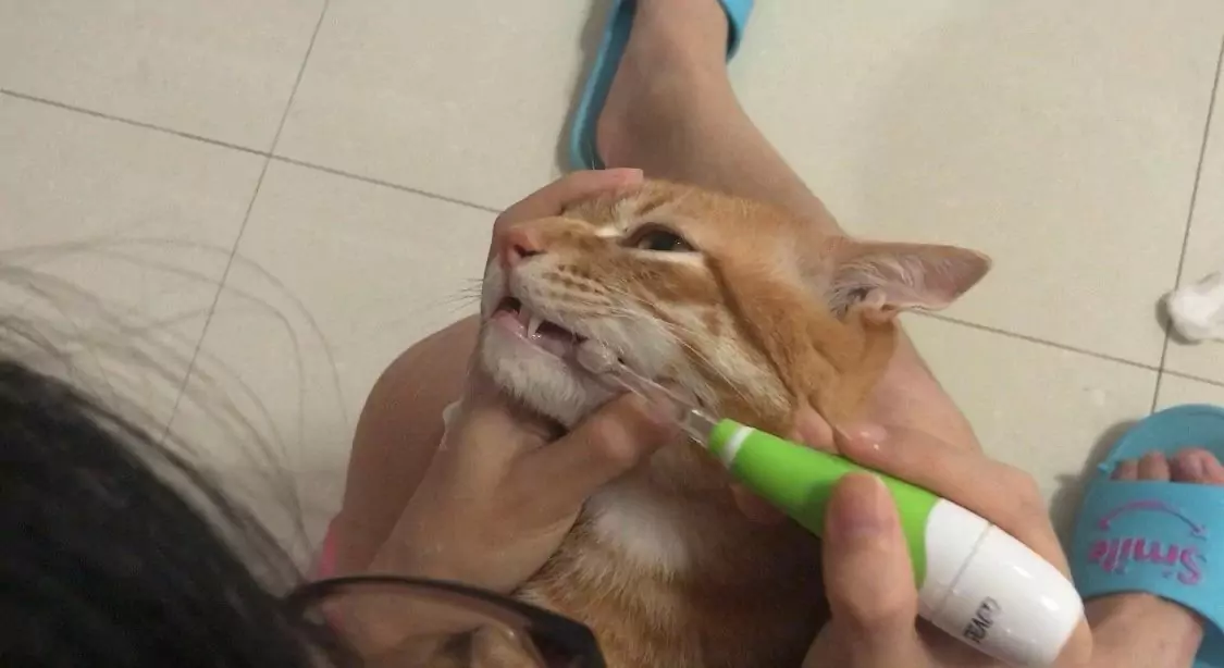 Come si lavano i denti al gatto?