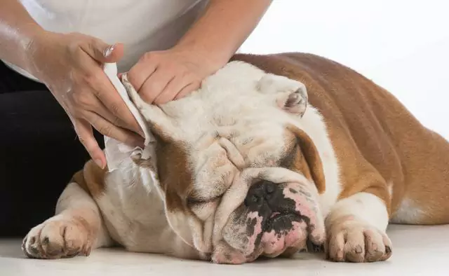 Come pulire le orecchie del cane? Non pulire le orecchie del cane per un lungo periodo di tempo può causare un problema impensabile.