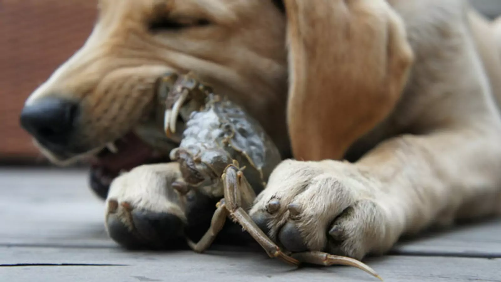 I cani possono mangiare i granchi? Qual è il pericolo del consumo di granchi da parte dei cani?