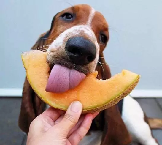 I cani possono mangiare il melone? Quali sono i benefici del melone per i cani?