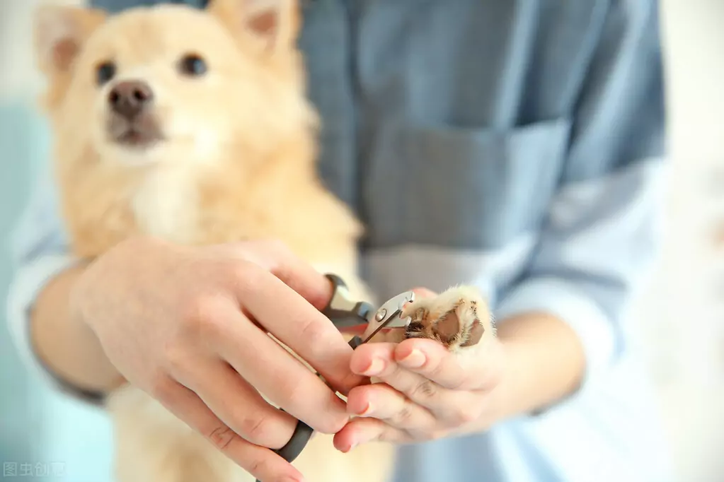Come tagliare le unghie al cane? Quali rischi possono essere causati da unghie del cane troppo lunghe?