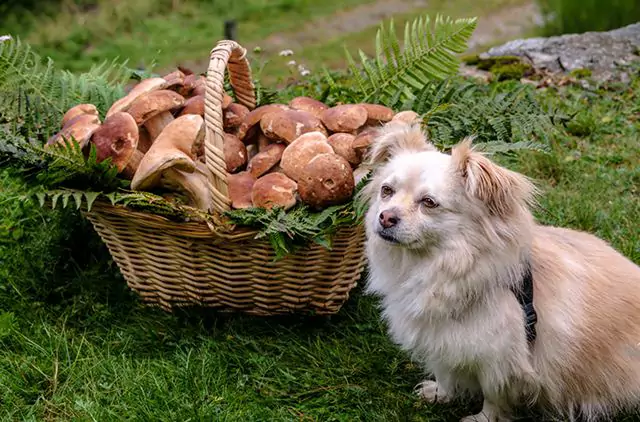 I funghi sono tossici per i cani? Quali sono i sintomi dell'ingestione accidentale di funghi?