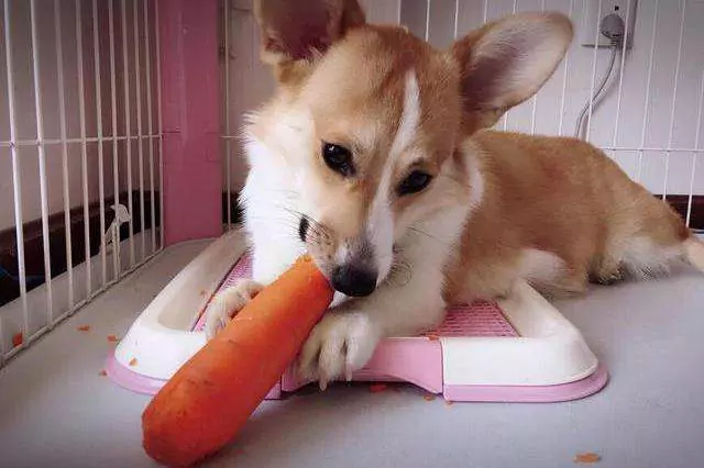 I cani possono mangiare carote crude?