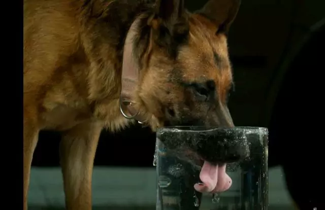 Perché il mio cane beve così tanta acqua? Come si considera che un cane beva troppa acqua?
