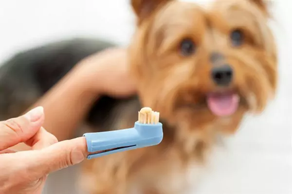 Come lavare i denti al cane?