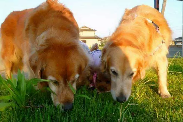 I cani possono mangiare l'erba? Perché i cani amano mangiare l'erba