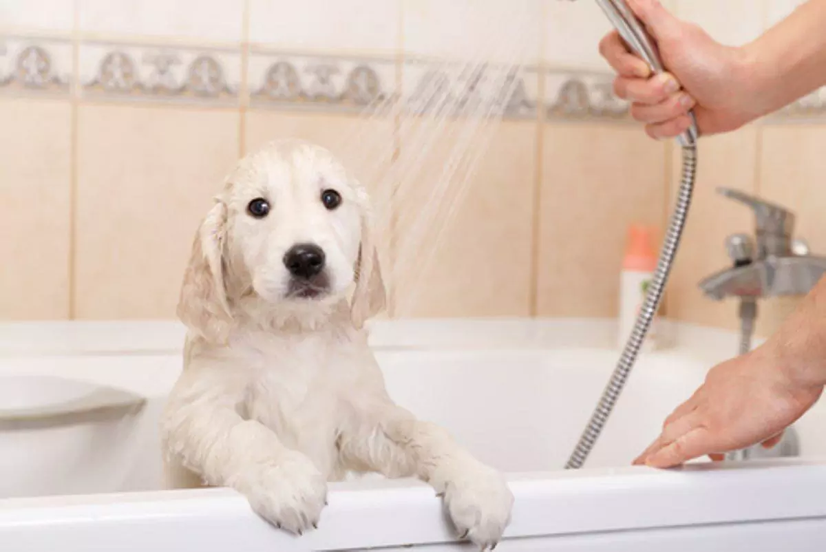 Con quale frequenza devo fare il bagno al mio cane?
