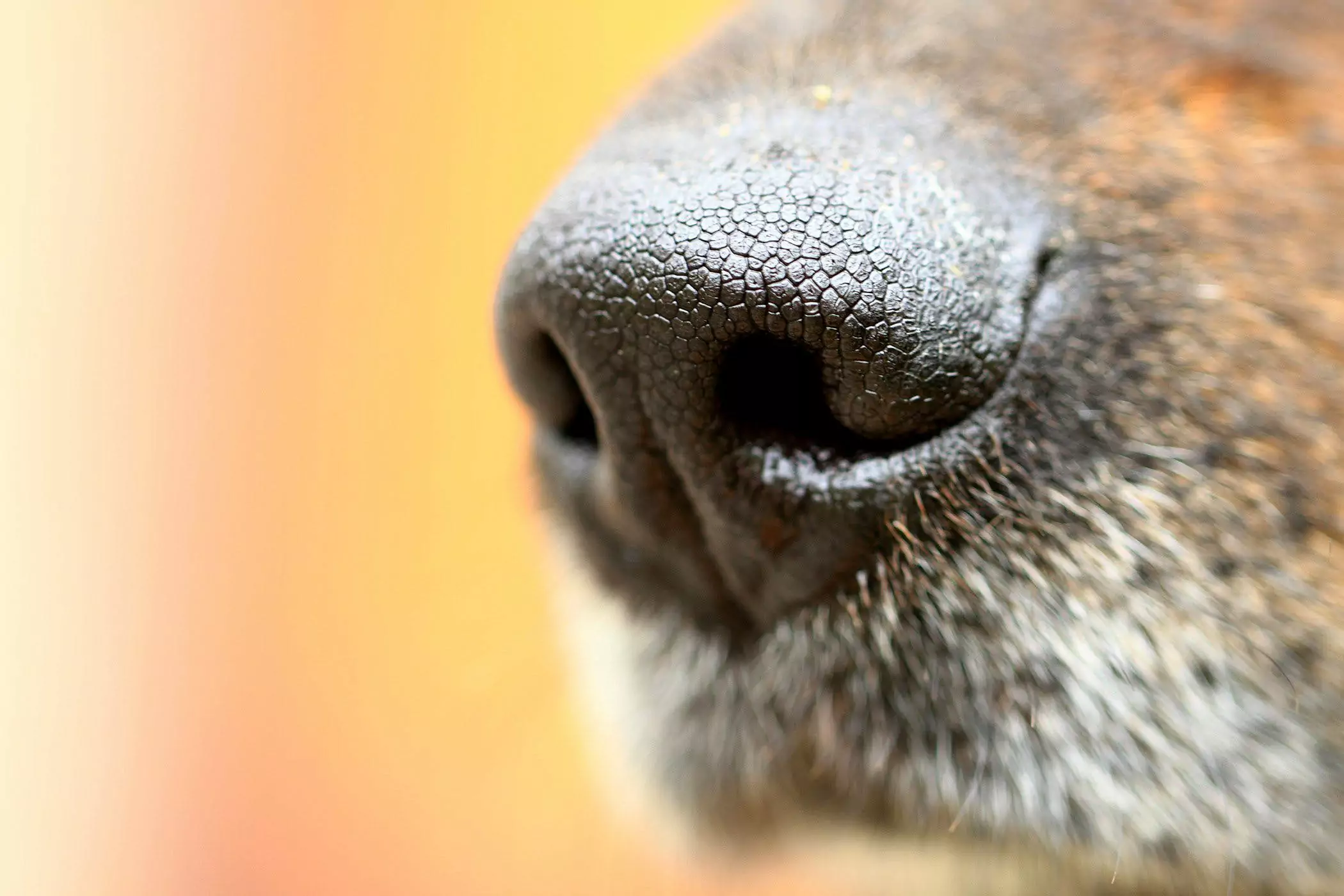 Perché il naso del mio cane è secco