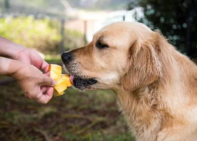 I cani possono mangiare il mango? Quali sono i benefici del mango per i cani?