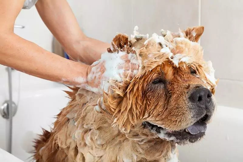 Ogni quanto tempo bisogna lavare il cane? Cosa c'è da dire riguardo al bagno del cane?