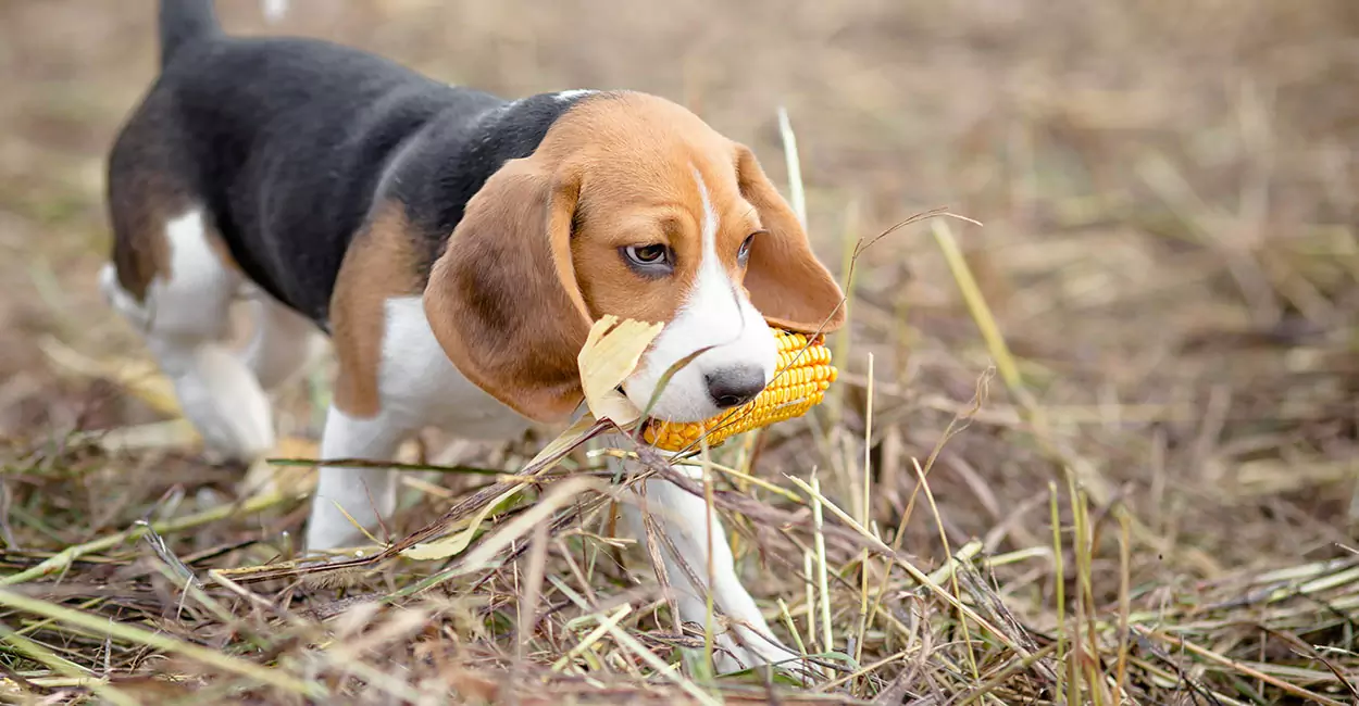 I cani possono mangiare il mais? Precauzioni per i cani che mangiano mais