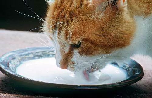 I gatti possono bere il latte? Come scegliere il latte in polvere per gatti
