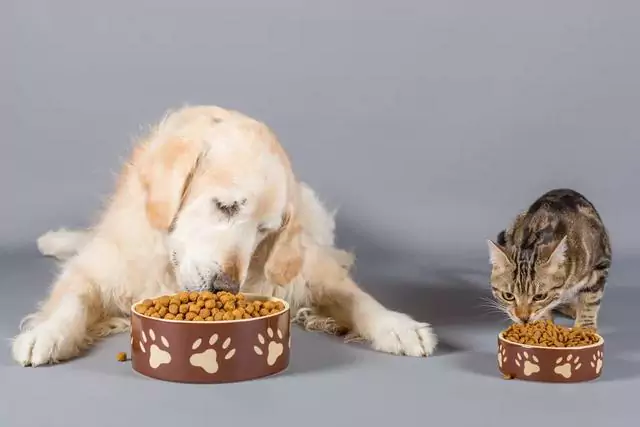 I cani possono mangiare cibo per gatti? Quali sono gli effetti di un cane che mangia cibo per gatti per lungo tempo?