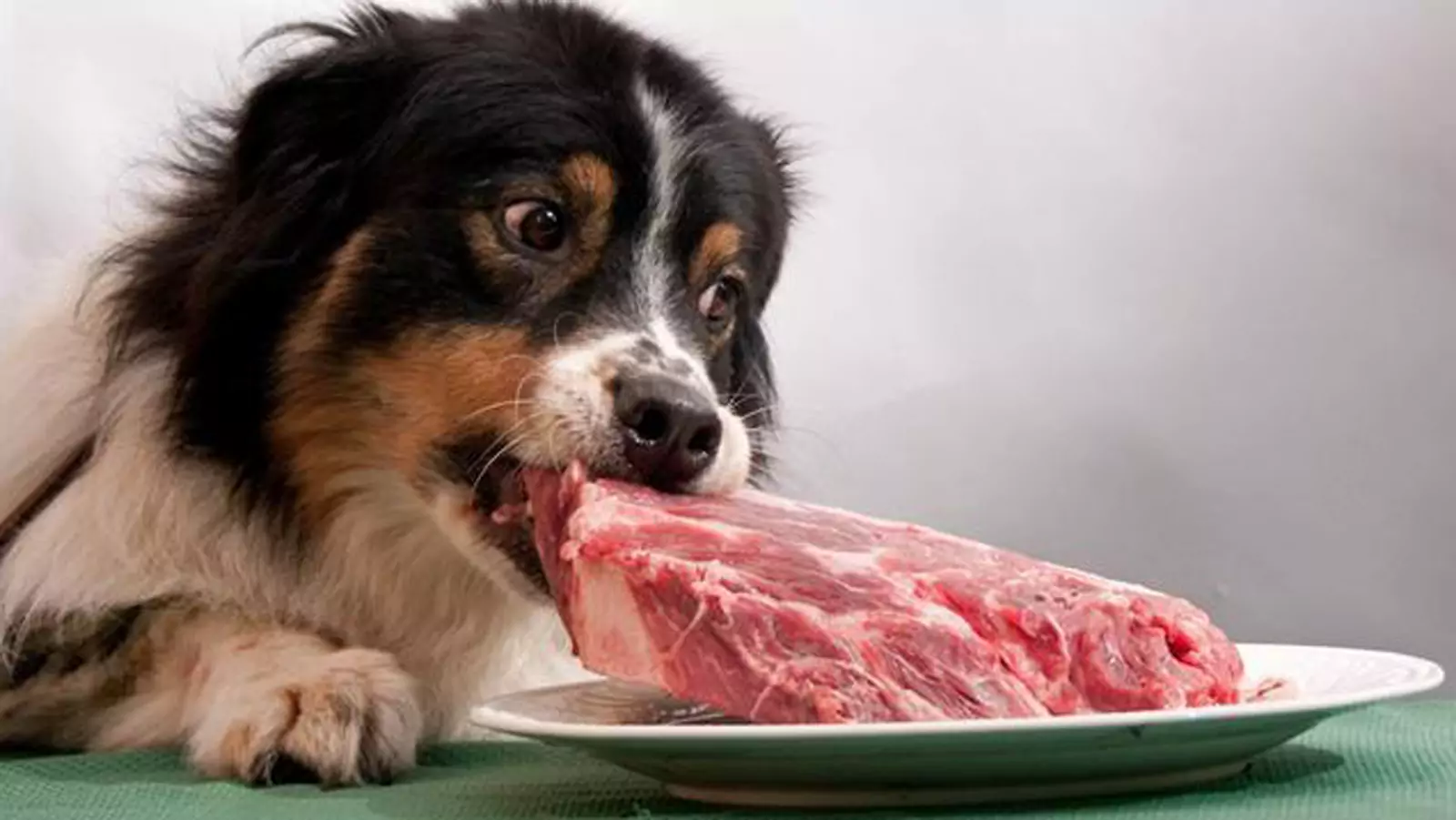 I cani possono mangiare carne di maiale cruda?