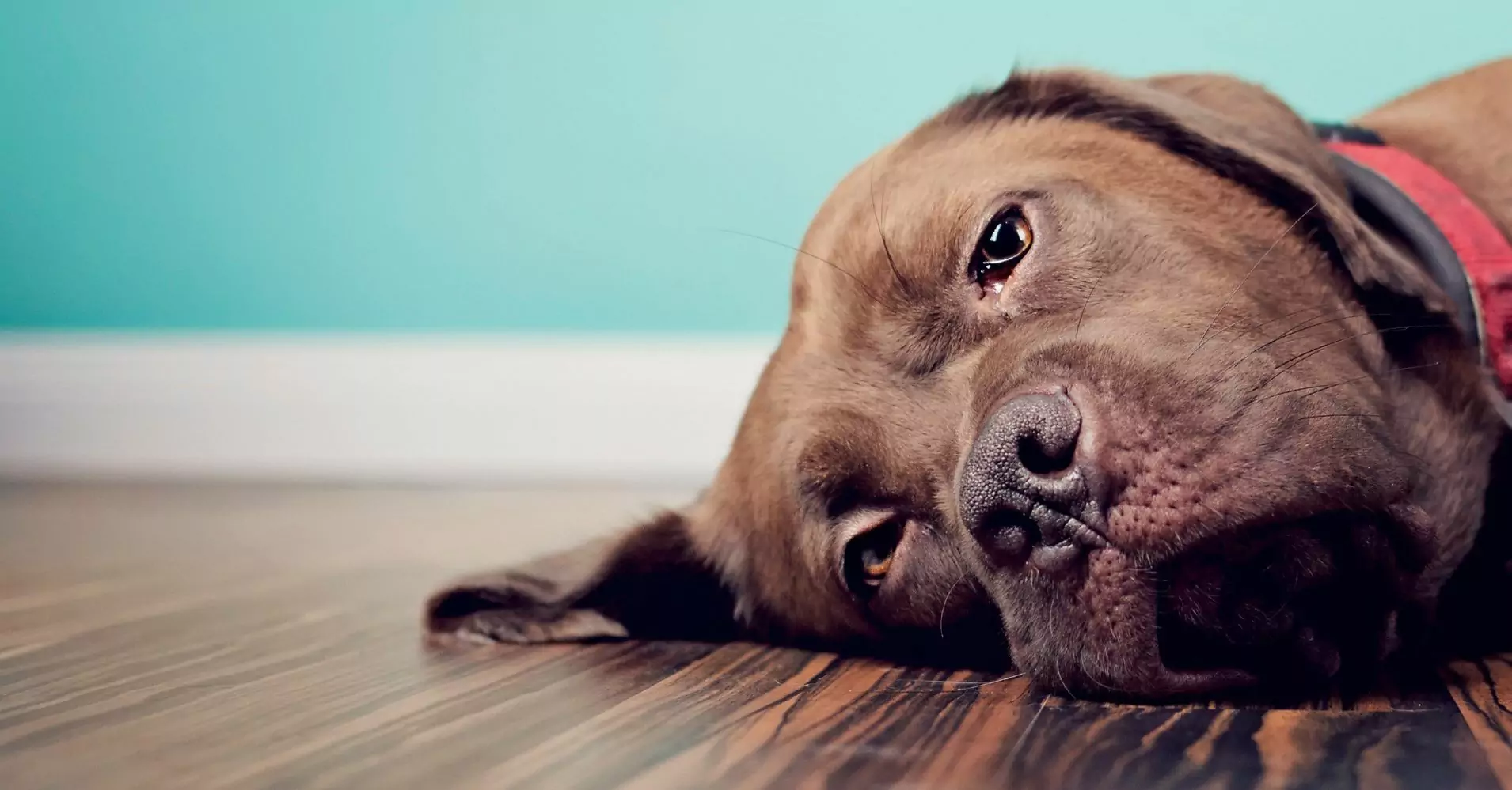 I cani possono provare tristezza?
