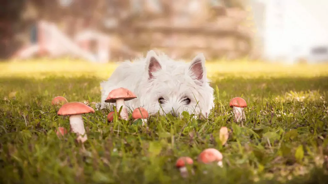 I funghi fanno male ai cani? Cosa fare e cosa non fare quando si somministrano funghi ai cani
