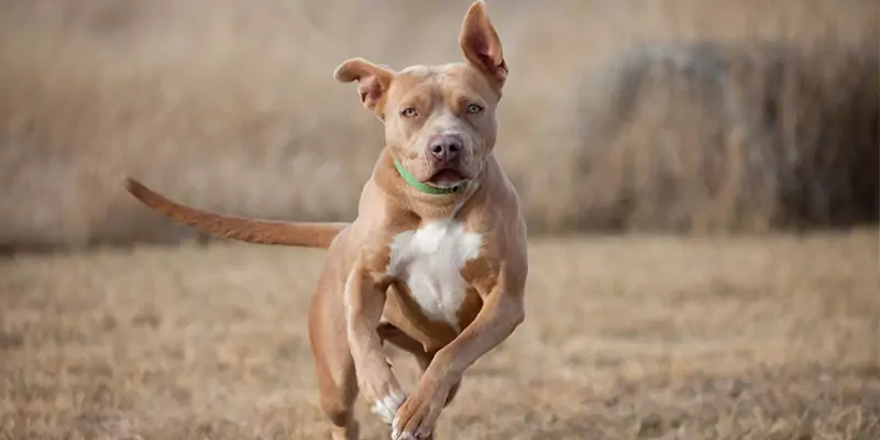 Quanto può correre un cane?