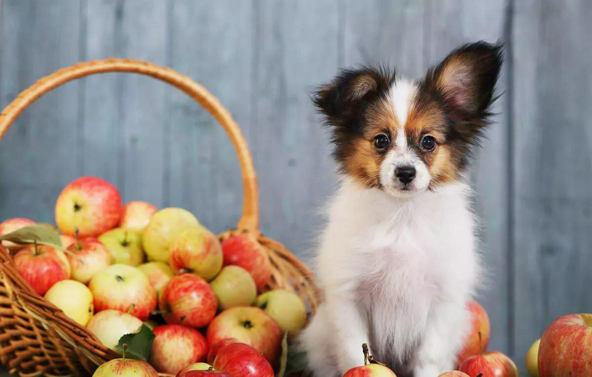 Le mele fanno male ai cani? Il modo più sicuro per dare le mele ai cani