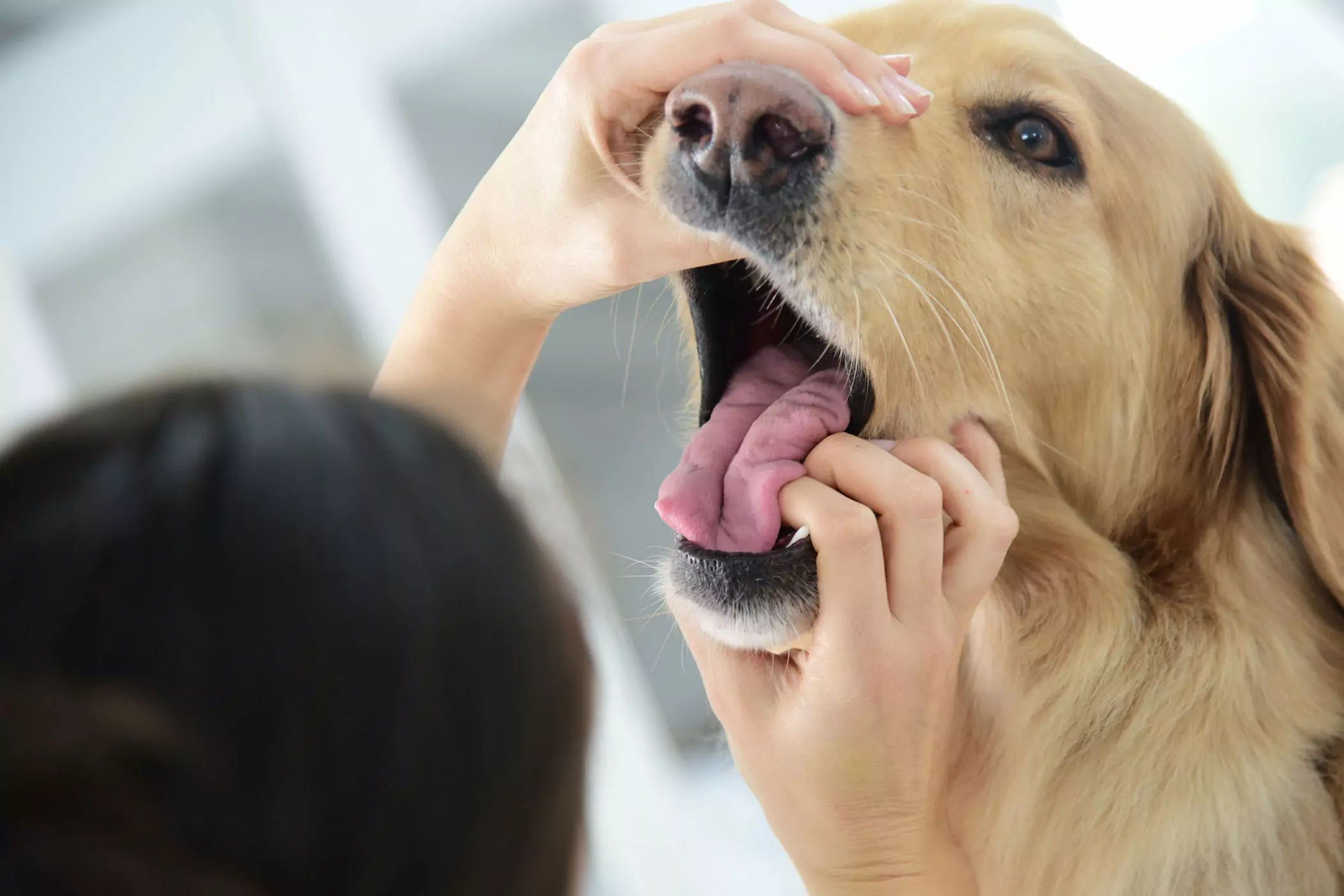 La bocca di un cane è più pulita di quella di un umano? La bocca di un cane è più pulita di quella di un umano? Questo è un concetto rubato, le due cose non sono paragonabili.