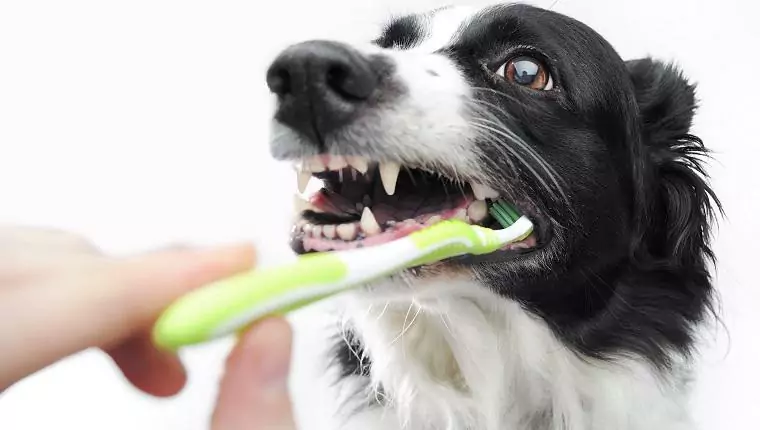 Come pulire i denti del cane? Questi 7 modi possono aiutarvi a pulirgli i denti