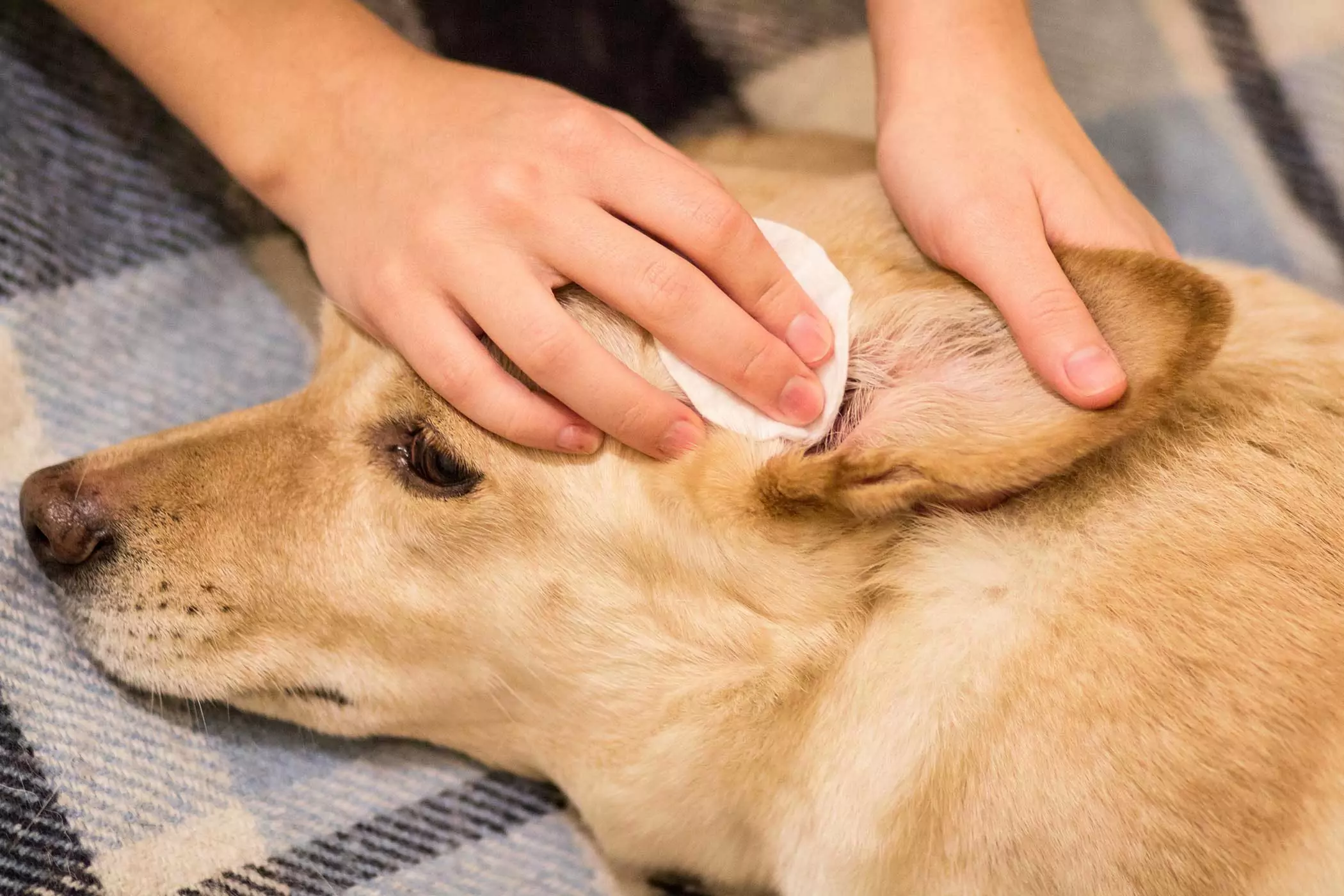 Come pulire le orecchie del cane? Come pulire correttamente il condotto uditivo del cane?