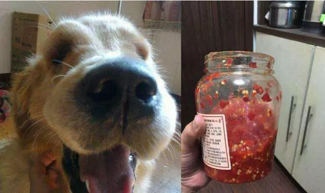I cani possono mangiare il peperoncino? Reazione dei cani al consumo di peperoncino
