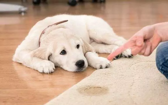 Come impedire ai cani di fare pipì in casa?
