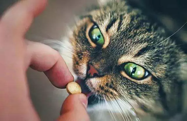 Come somministrare farmaci ai gatti? Come somministrare facilmente i farmaci ai gatti