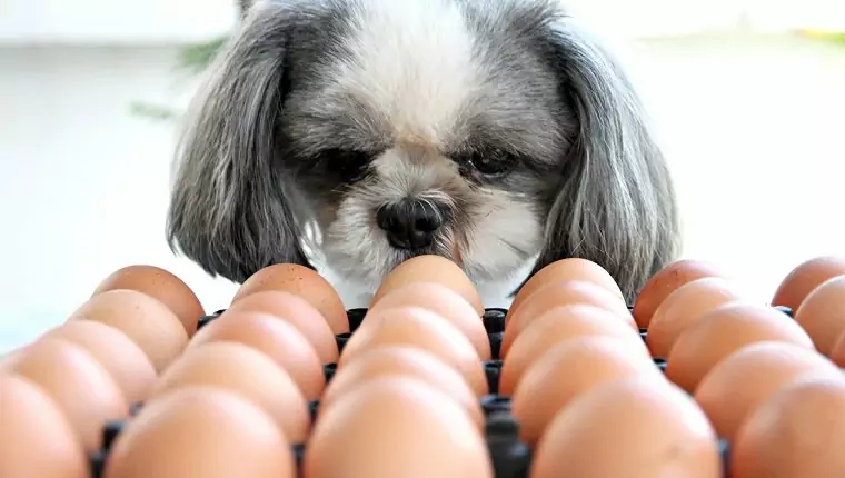 I cani possono mangiare le uova? I cani possono mangiare gli albumi? Quali sono i benefici delle uova per i cani?