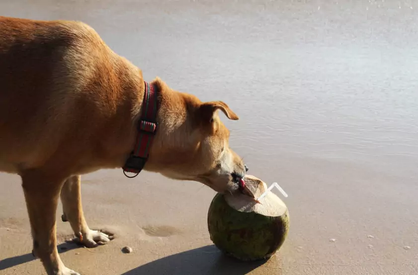 I cani possono bere l'acqua di cocco?