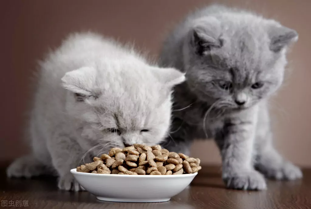 Perché il mio gatto vomita cibo non digerito? Cause del vomito nei gatti
