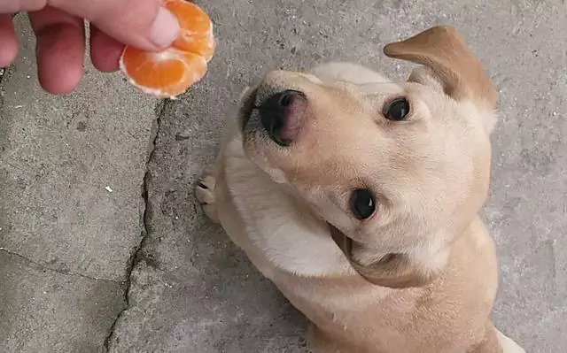I cani possono mangiare le arance? Quali sono i benefici del consumo di arance per i cani?