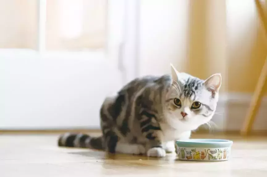 Quanto cibo umido dare al gatto? Come scegliere un cibo umido per gatti di buona qualità?