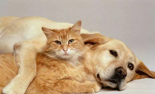 Perché un cane è meglio di un gatto? 10 motivi per cui avere un cane è meglio che avere un gatto