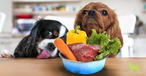 Quali verdure possono mangiare i cani? Perché i cani hanno bisogno di mangiare verdure?
