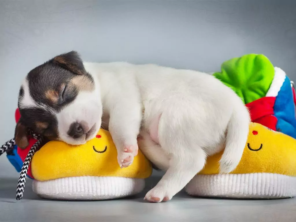 Perché i cani dormono sulla schiena? Vantaggi e svantaggi del dormire sulla schiena