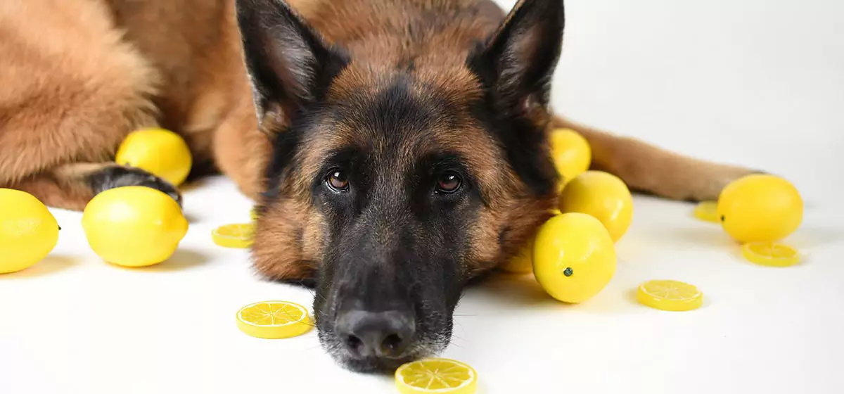 I cani possono mangiare i limoni? I cani non possono mangiare i limoni