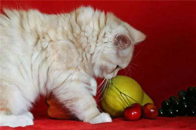 I gatti possono mangiare l'uva? Perché i gatti non possono mangiare l'uva?