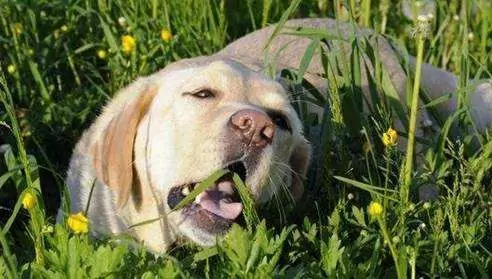 I cani possono mangiare il sedano? Benefici del sedano per i cani