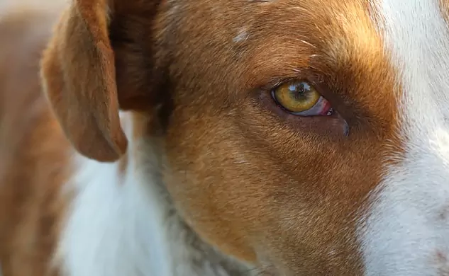 Perché gli occhi del mio cane sono rossi?