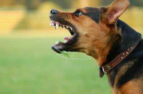 Come si contrae la rabbia nei cani? Prevenzione della rabbia