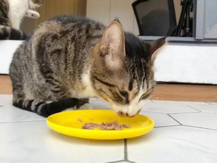 I gatti possono mangiare carne di maiale? È adatto o meno nutrire i gatti domestici con carne di maiale?