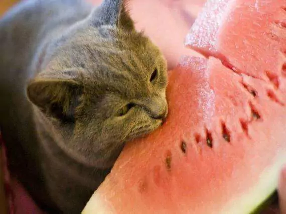 I gatti possono mangiare l'anguria? L'anguria fa male ai gatti
