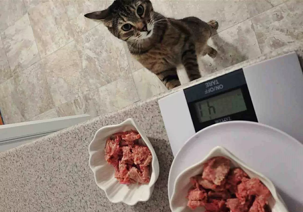 I gatti possono mangiare carne cruda?