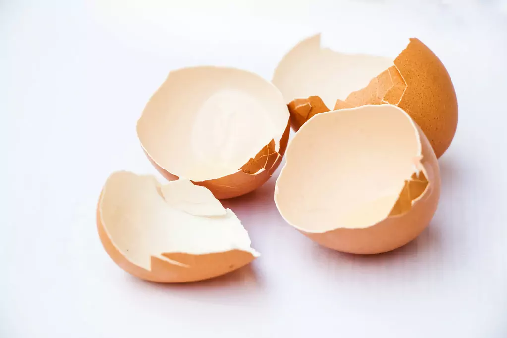I gusci d'uovo fanno bene ai cani?