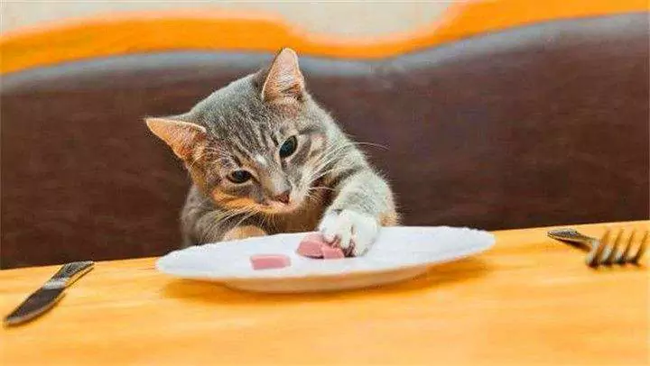 Cosa possono mangiare i gattini? Guida all'alimentazione quotidiana dei gatti adulti