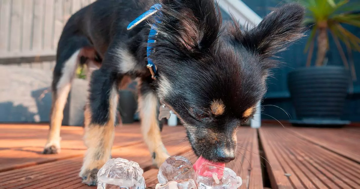 I cani possono mangiare il ghiaccio？Ai cani piacciono i cubetti di ghiaccio?