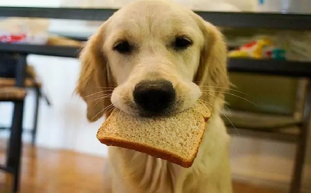 I cani possono mangiare il pane? Possibili rischi del pane per i cani